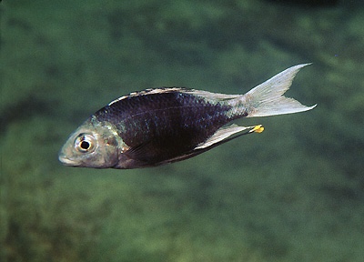 Ophthalmotilapia ventralis 'Cape Kachese'